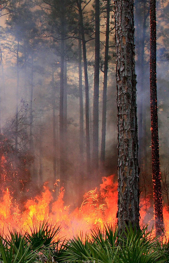 Controlled burn of forest