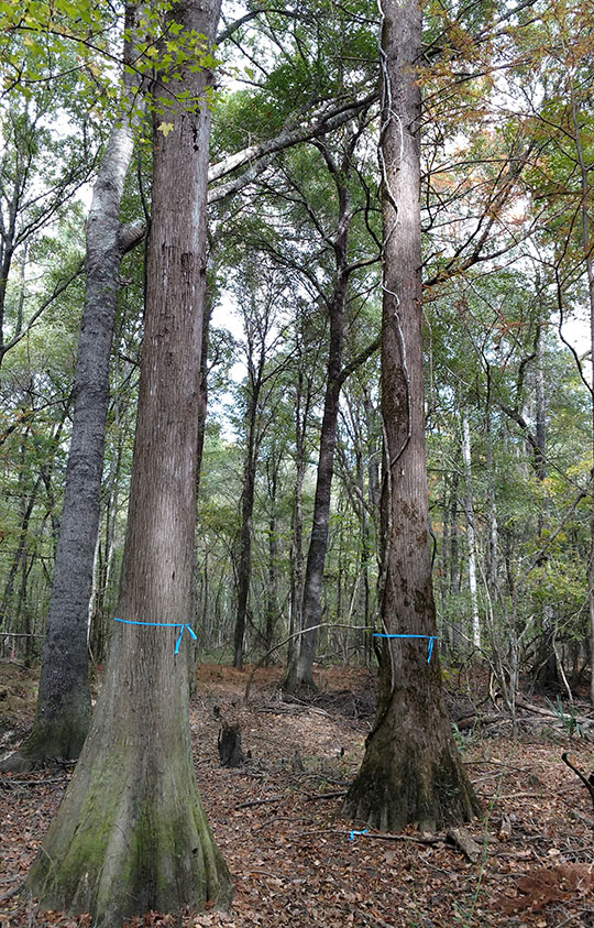 Trees with boundary markers